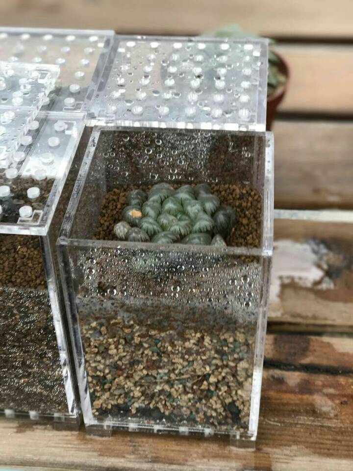 有机玻璃植物培育盒