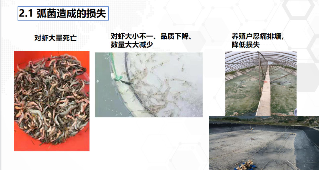 弧菌真的可怕？