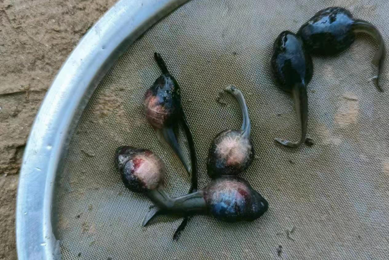 养殖牛蛙紧急求助，处理结果如何？