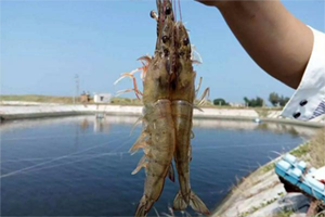 南美白对虾偷死的原因有哪些？如何进行预防？