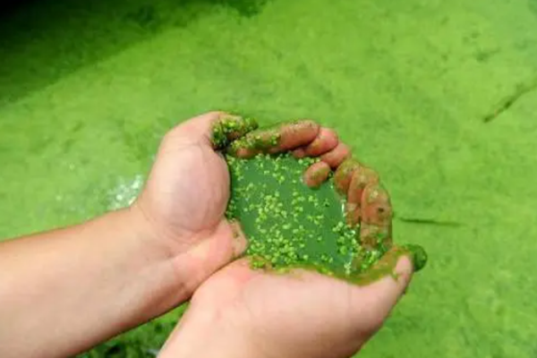 水产养殖水质对养鱼影响有多大？如何判别水质好坏？