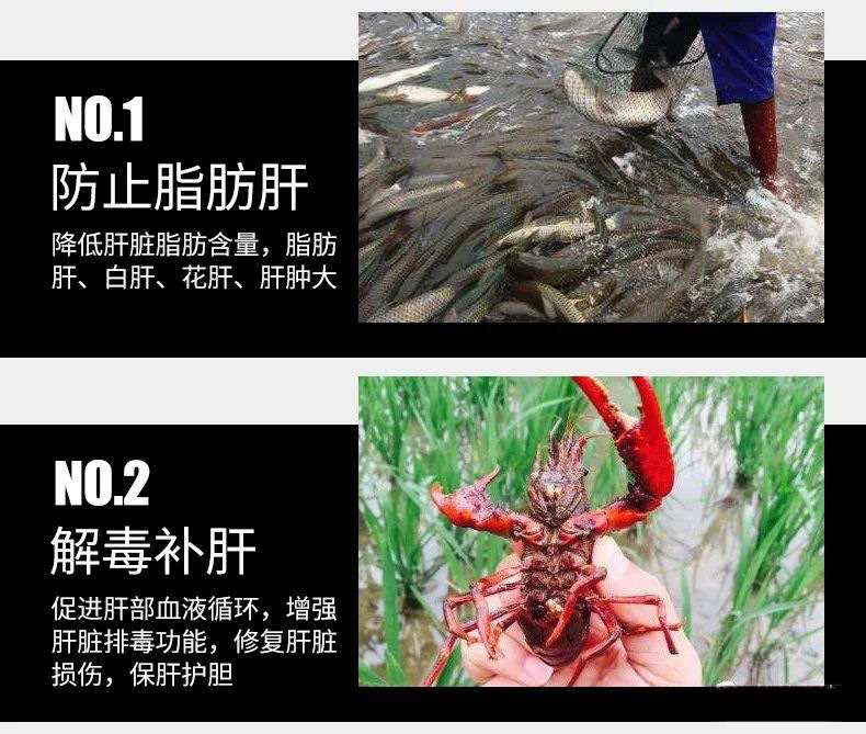 南美对虾养殖周期保肝护肝真的不太重要了