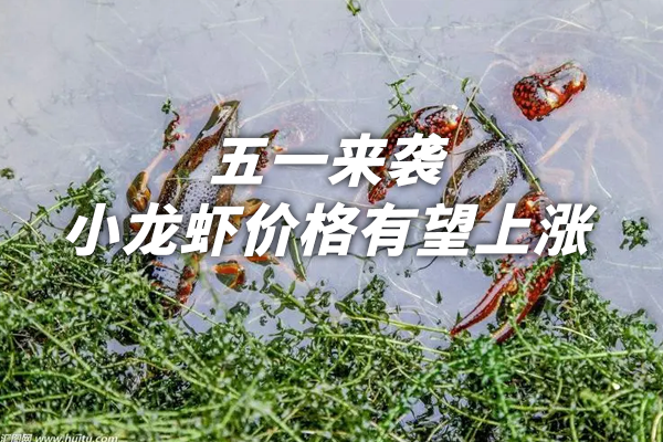 五一來(lái)襲！消費(fèi)段需求增加！小龍蝦價(jià)格有望上漲