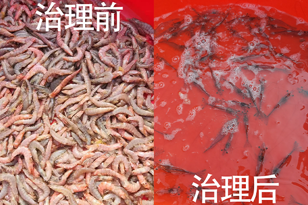 对虾大量死亡究竟是什么原因？金百合水产服务技术团队收到消息紧急开展工作