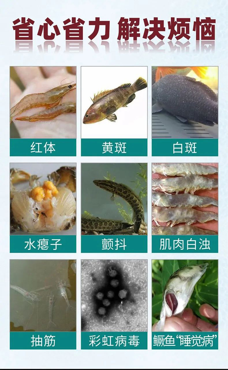对虾感染桃拉病毒怎么办?