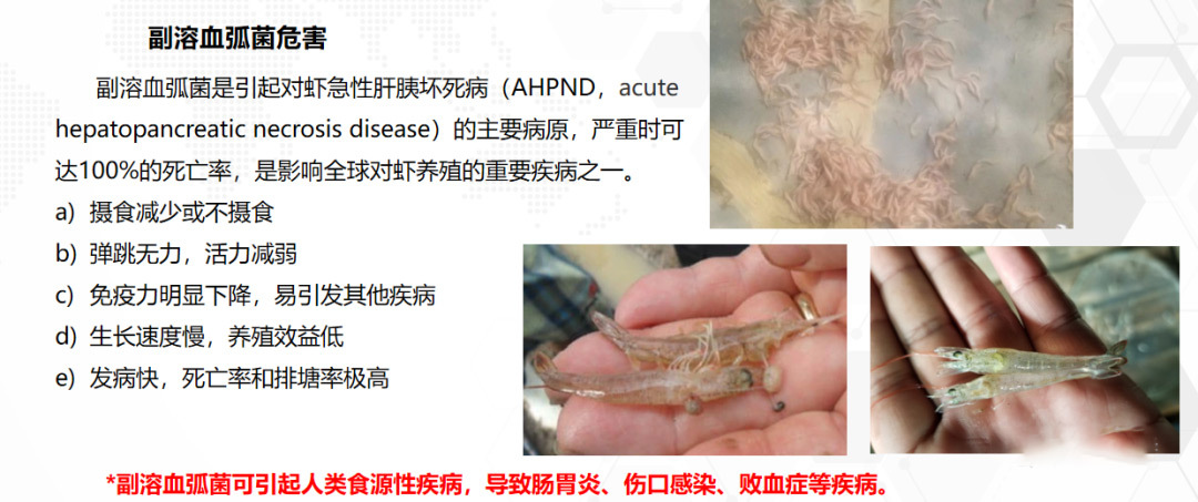 弧菌真的可怕？