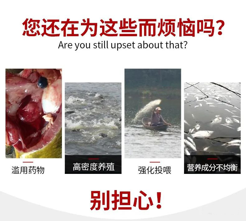 南美对虾养殖周期保肝护肝真的不太重要了
