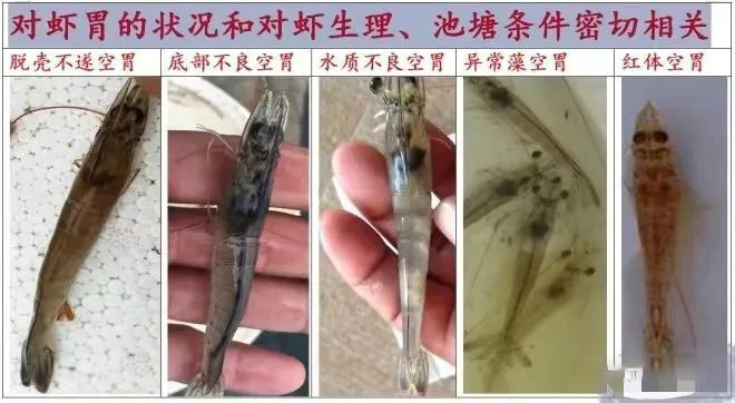 弧菌真的可怕？