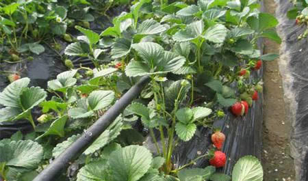 大棚草莓滴灌技術(shù)，滴灌如何安裝？
