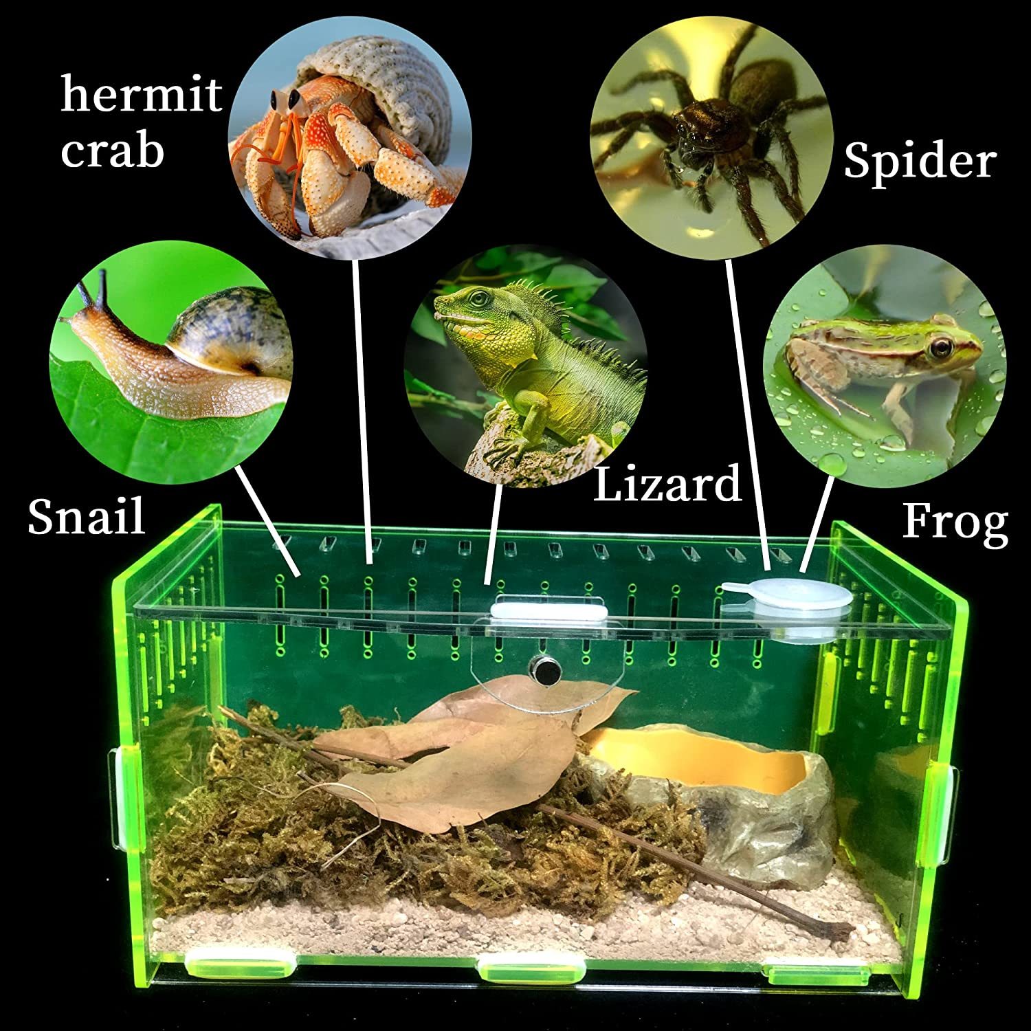 蜘蛛乌龟宠物昆虫爬行动物亚克力收纳盒