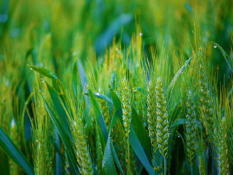 种植课堂：冬小麦如何管理能丰收？