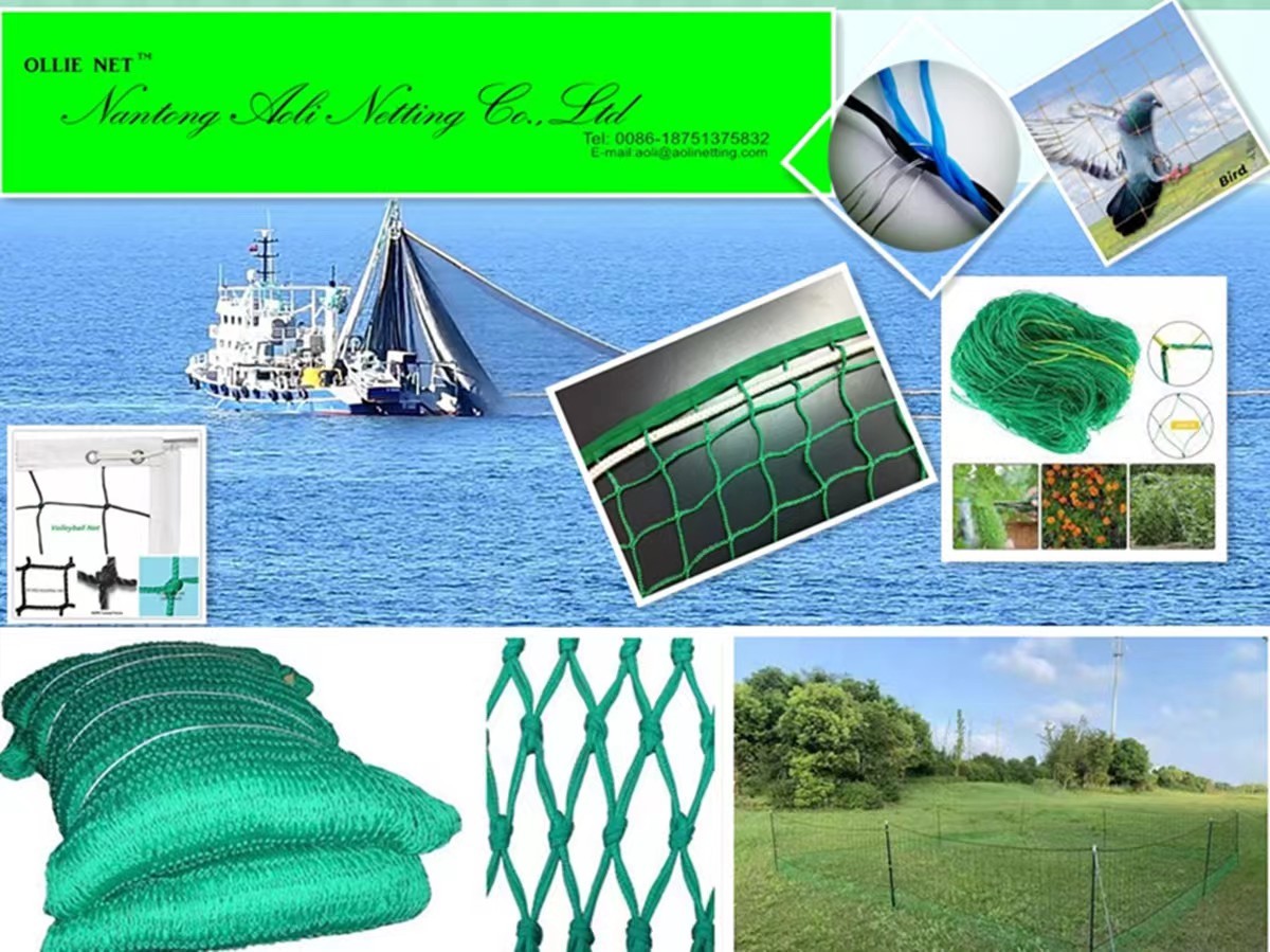 Aoli Aoli