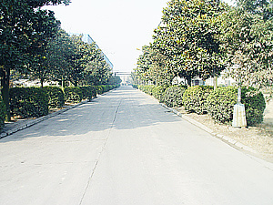 Road Landscaping of Factory