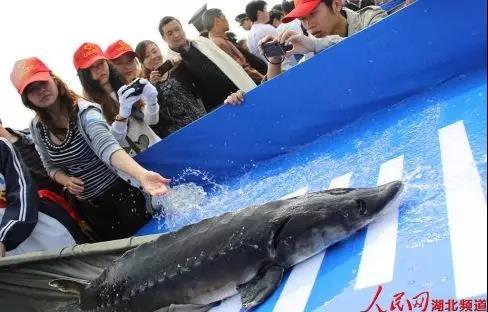 放流的中华鲟，图片来源于人民网湖北频道