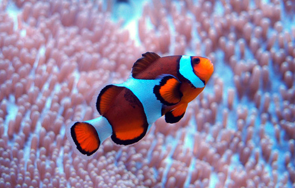 海底世界