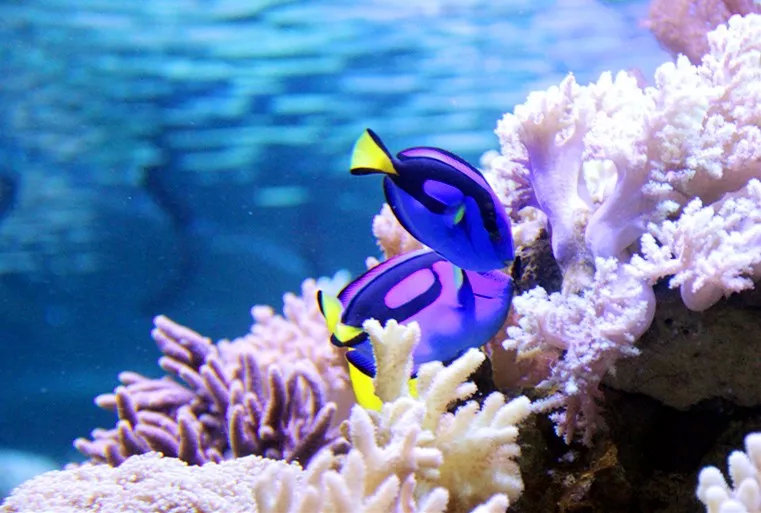 海底世界