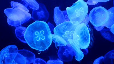 海底世界