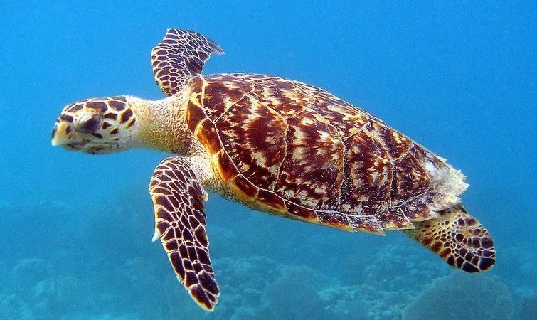 海底世界