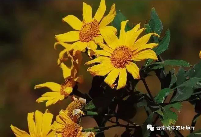 肿柄菊