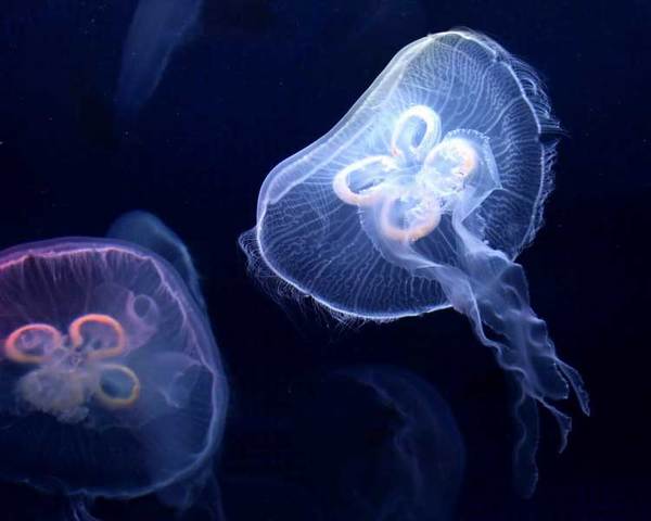 海底世界
