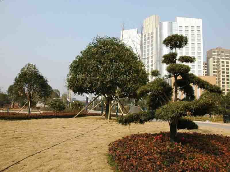 隆平高科技园
