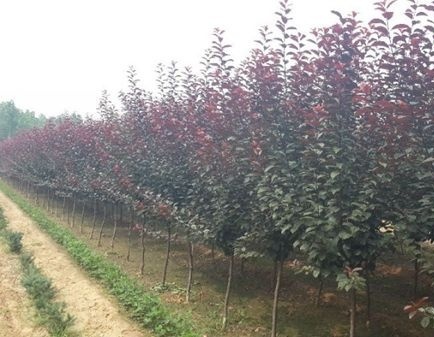 紅葉李B