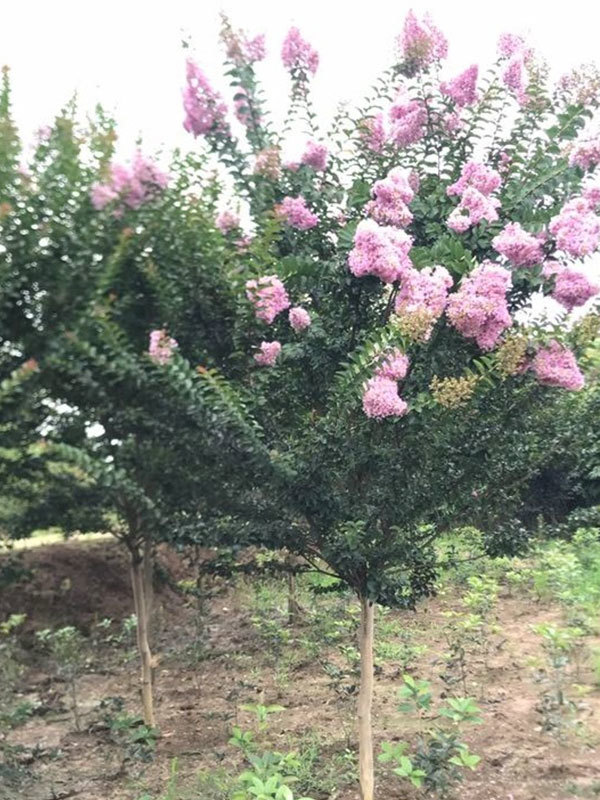 紫薇