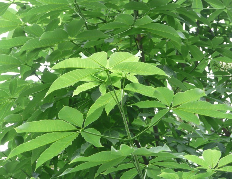 七葉樹3-40公分