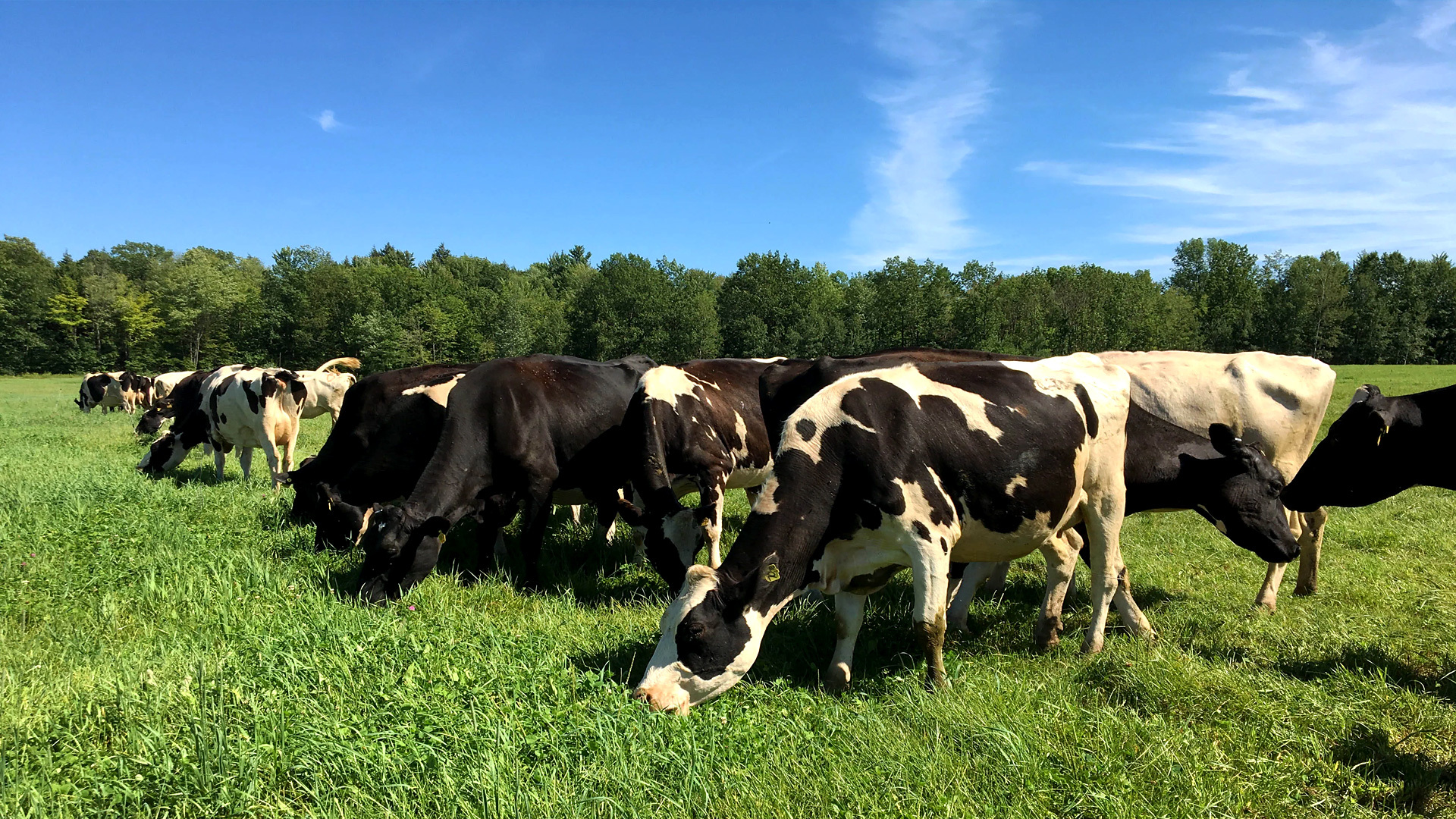 BEACH OF COW