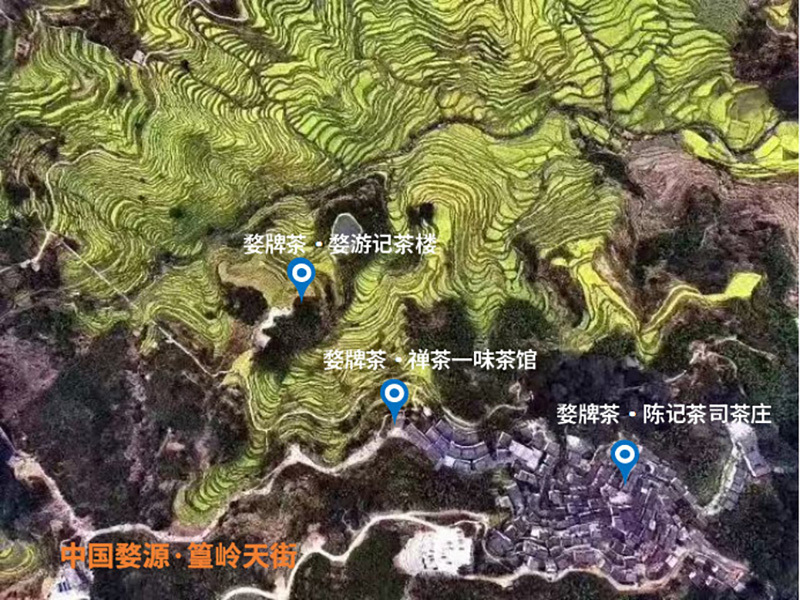 重磅消息 婺牌春茶即将上市！