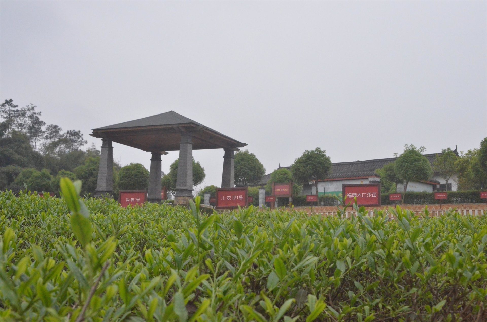 文君茶公园品种园