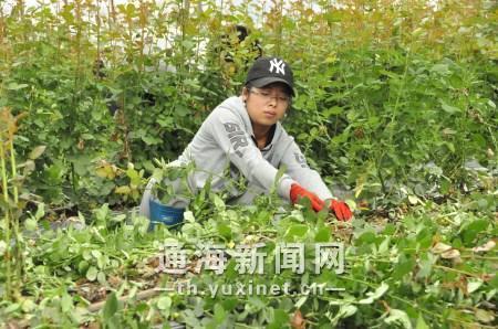 云秀花卉公司成为农技学生的一大实训基地