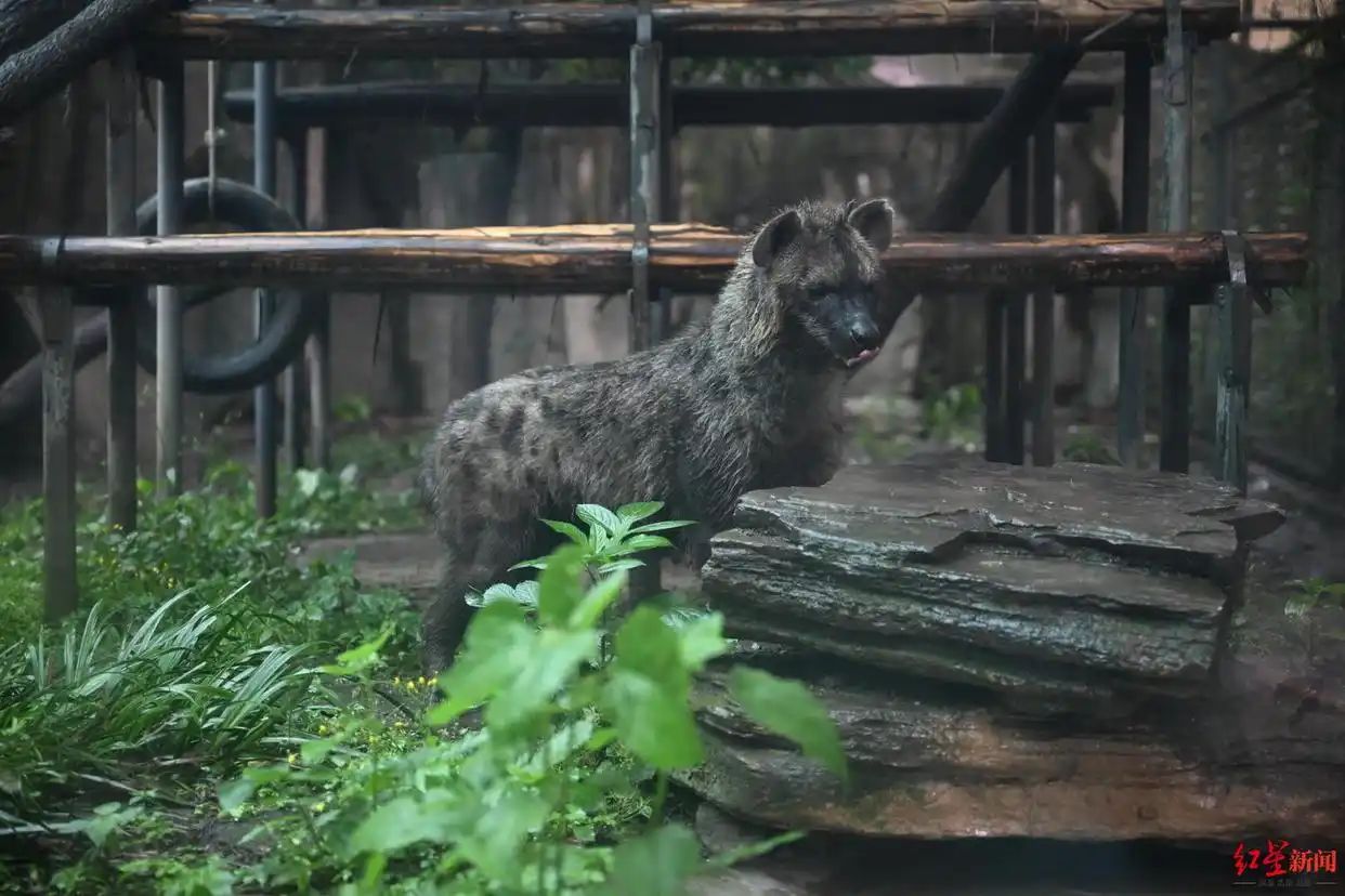 Many "newbies" settled in Chengdu Zoo: Spotted hyenas were introduced for the first time, and there were also chimpanzees from Taiyuan