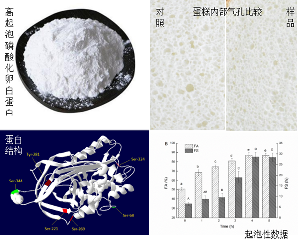 高起泡性磷酸化卵白蛋白新产品——蔡朝霞