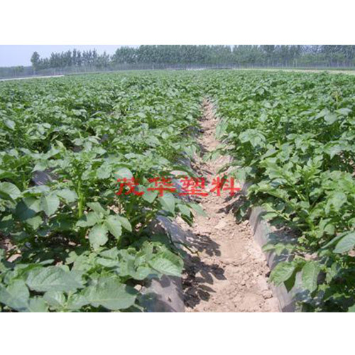 Maohua plastic-Weeding mulch