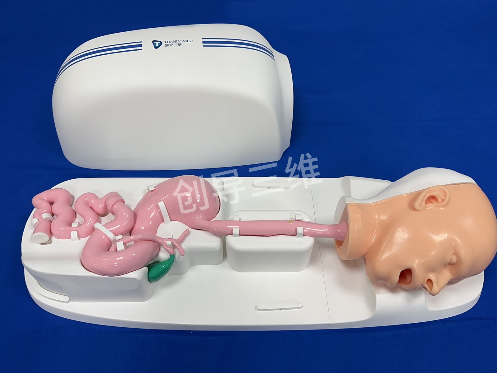 經(jīng)內(nèi)鏡逆行胰膽管造影術(shù)（ERCP）模型