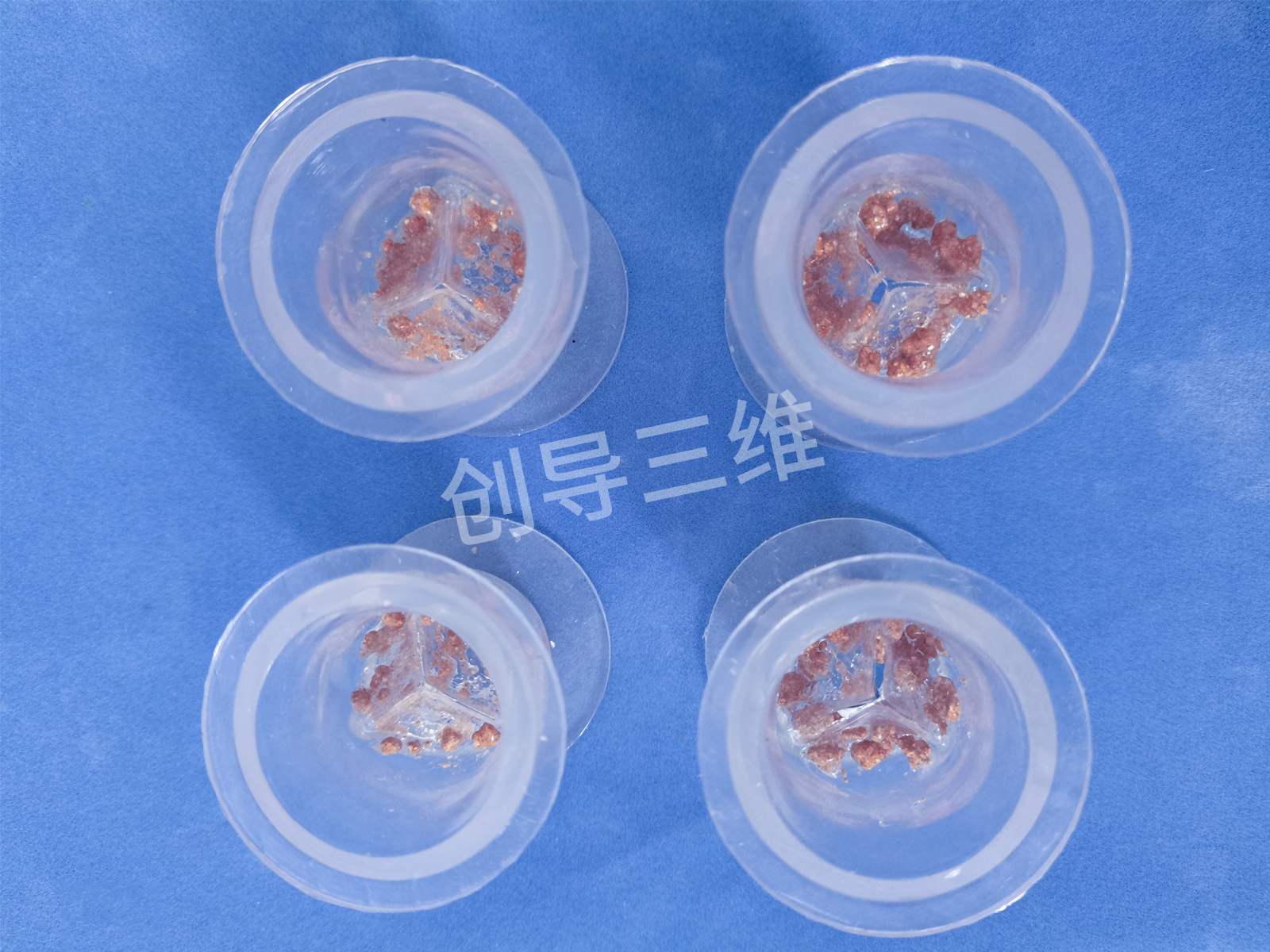 心臟瓣膜模型