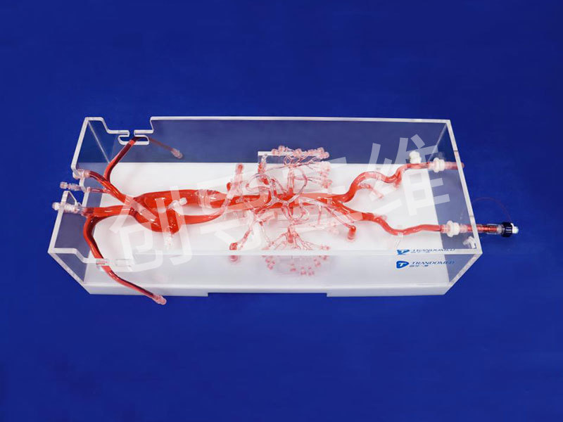 空間腹部血管模型