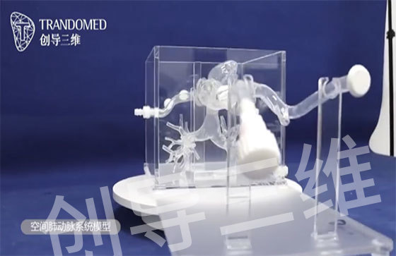 透明硅胶肺动脉血管系统模型3D打印（立体）