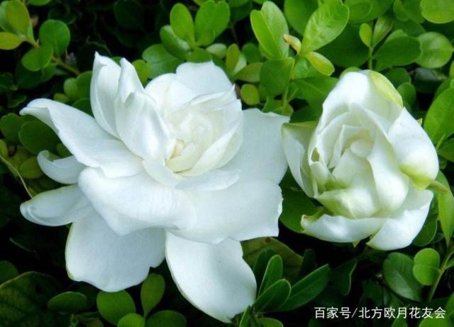 綠嘉