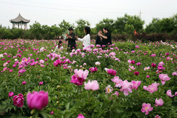 大荔官池牡丹园看“花花世界”