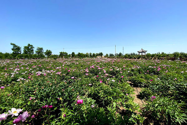 沙苑牡丹观光园：姹紫嫣红后花园让游客领略了大荔风光(李世居)