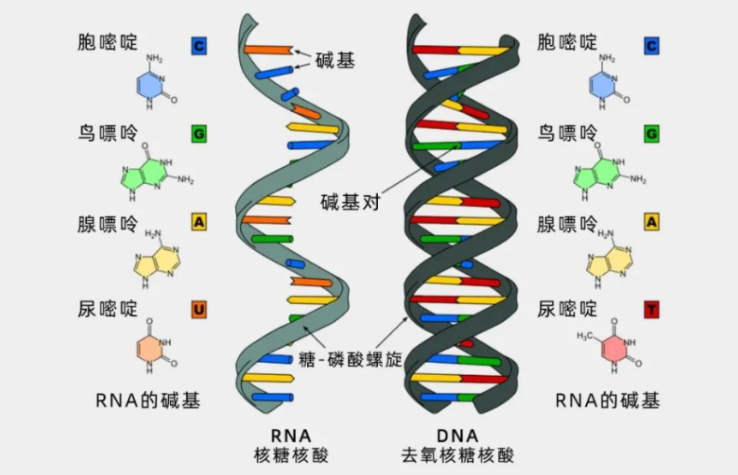 磁珠提取核酸-雷火竞技