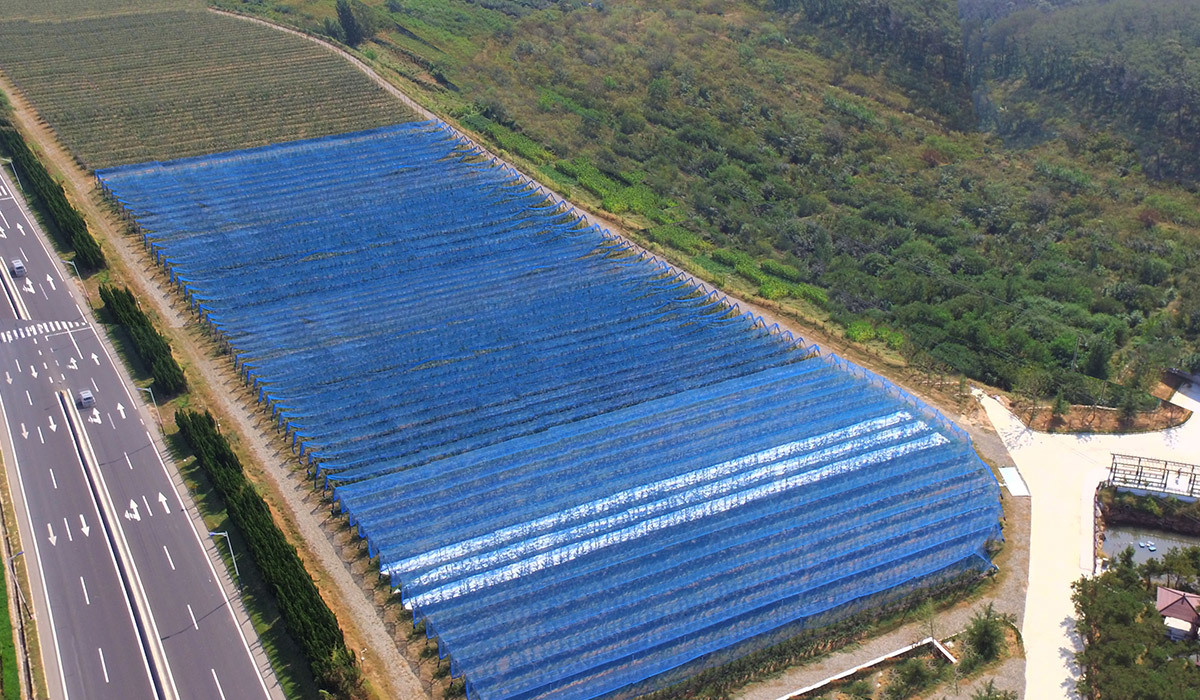 山東威海矮砧密植蘋果示范基地 山東威海矮砧密植蘋果示范基地