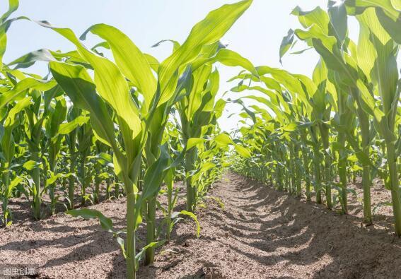 种玉米用什么肥料？