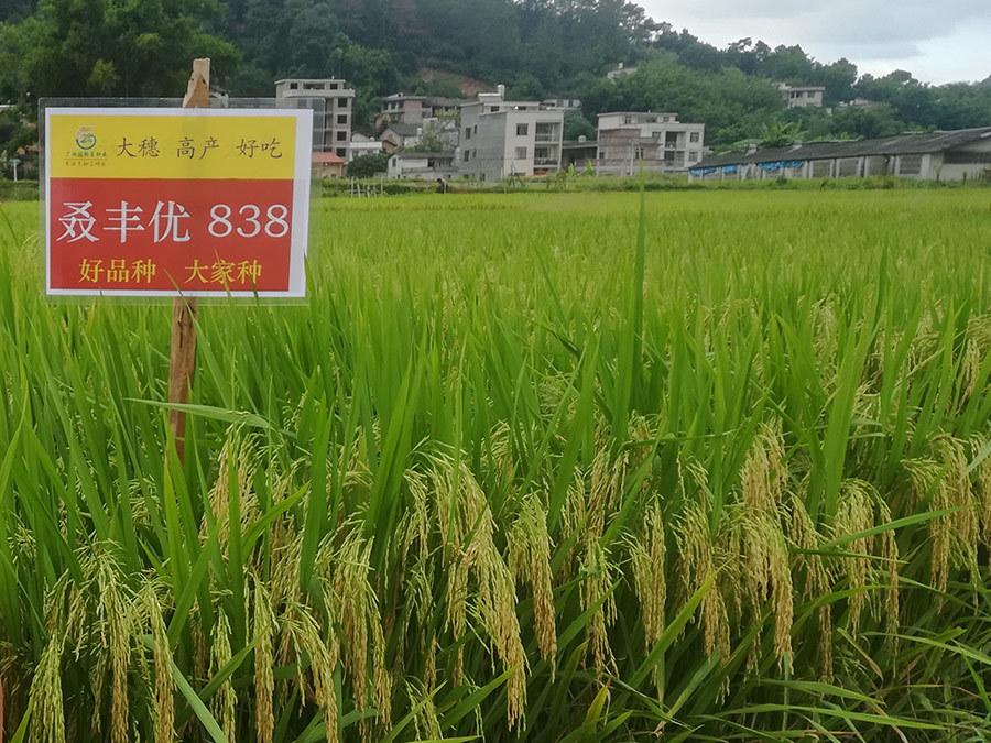 水稻怎样进行侧深施肥 水稻侧深施肥的好处
