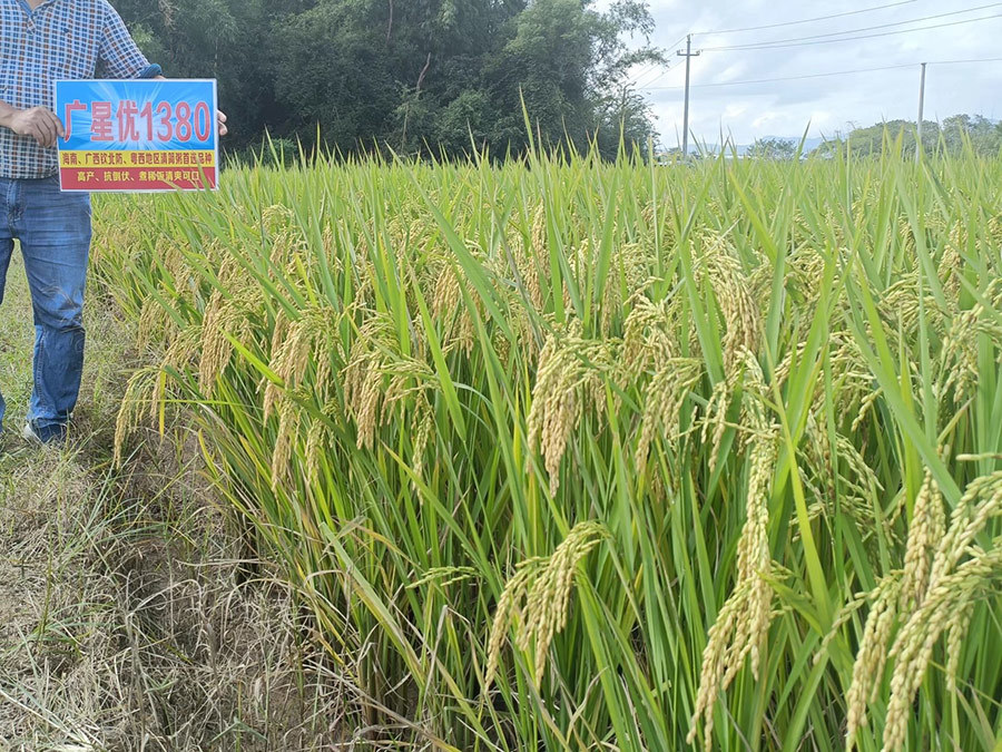 水稻什么时间施肥 水稻施肥时间及施肥技术