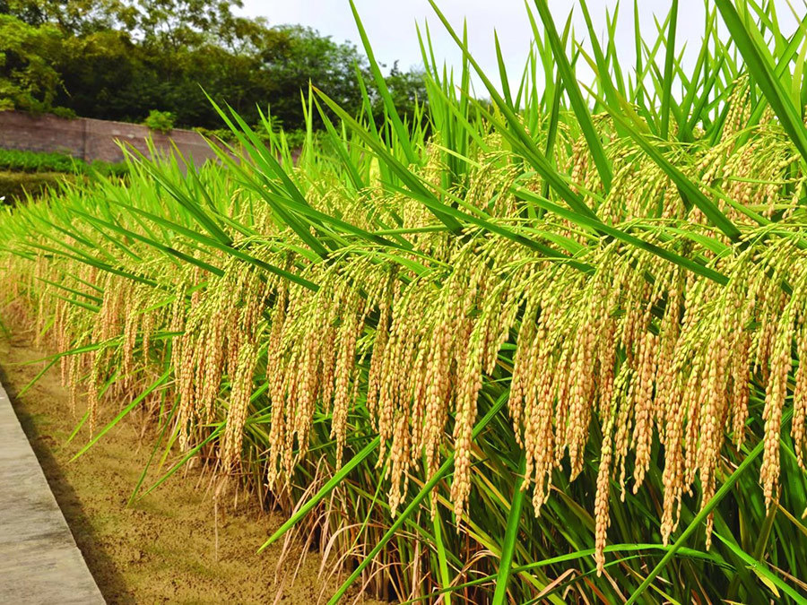 杂交水稻的高产种植技术！