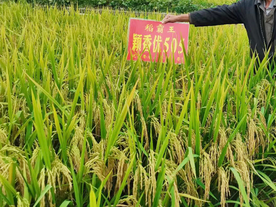 水稻如何进行根外追肥 水稻根外追肥的优点及方法