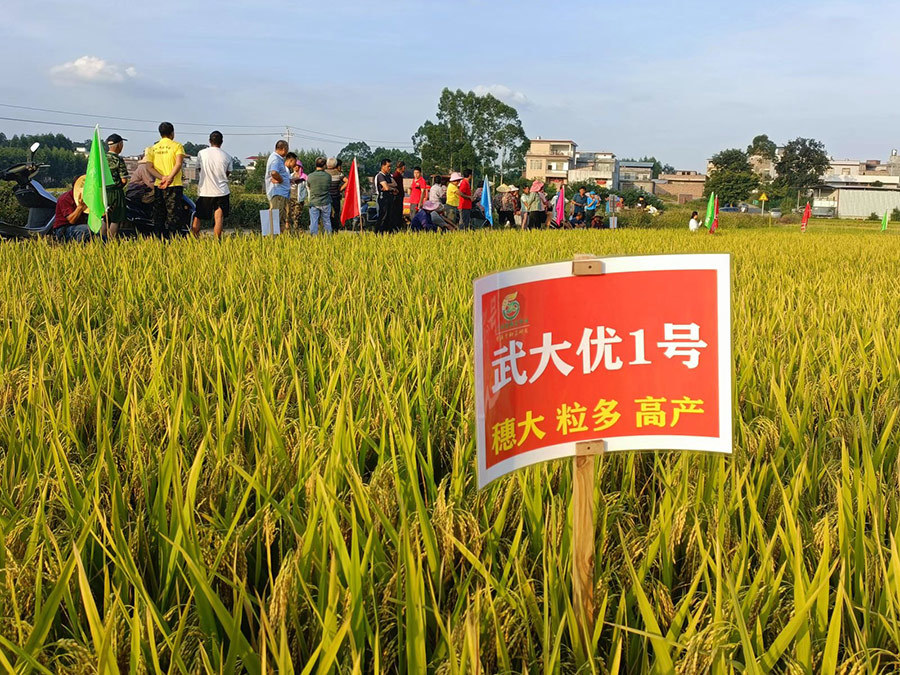 水稻高产收获要注意什么 水稻高产收获时的注意事项